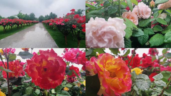 月季花 下雨花朵 4k 雨后花开