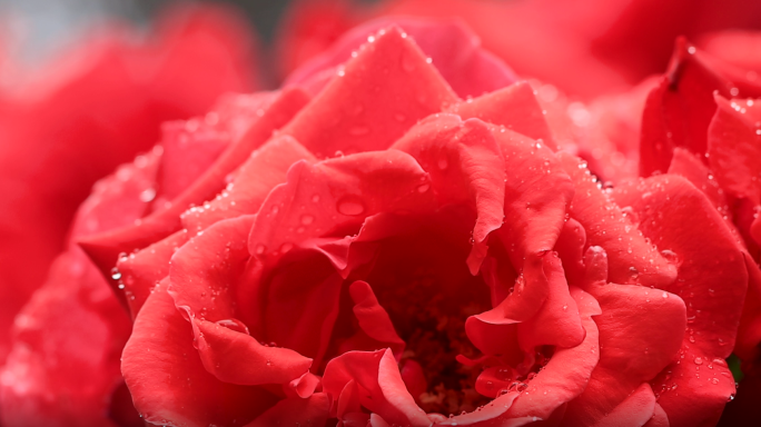 雨中唯美月季花特写