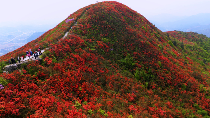 贵州丹寨百里杜鹃映山红花海4K航拍