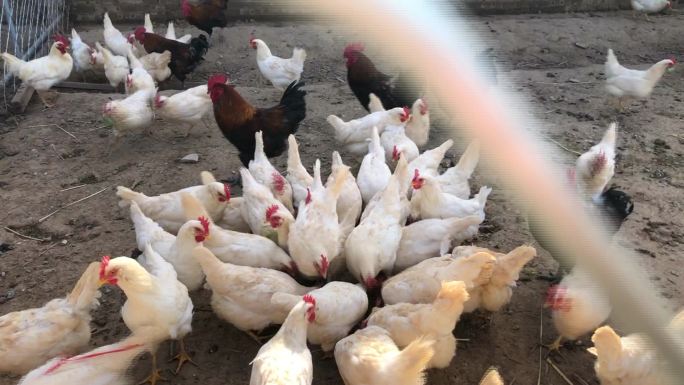 家禽养殖、母鸡、鸵鸟
