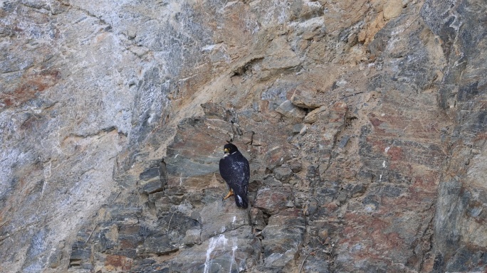老鹰停在悬崖峭壁上