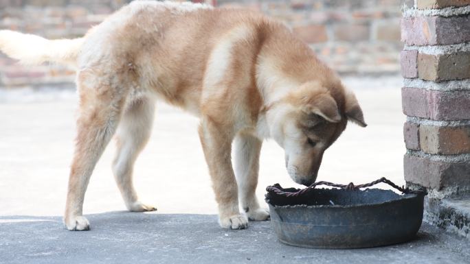 黄色的中华田园犬吃东西