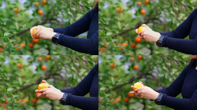 柑橘脐橙果园采摘素材