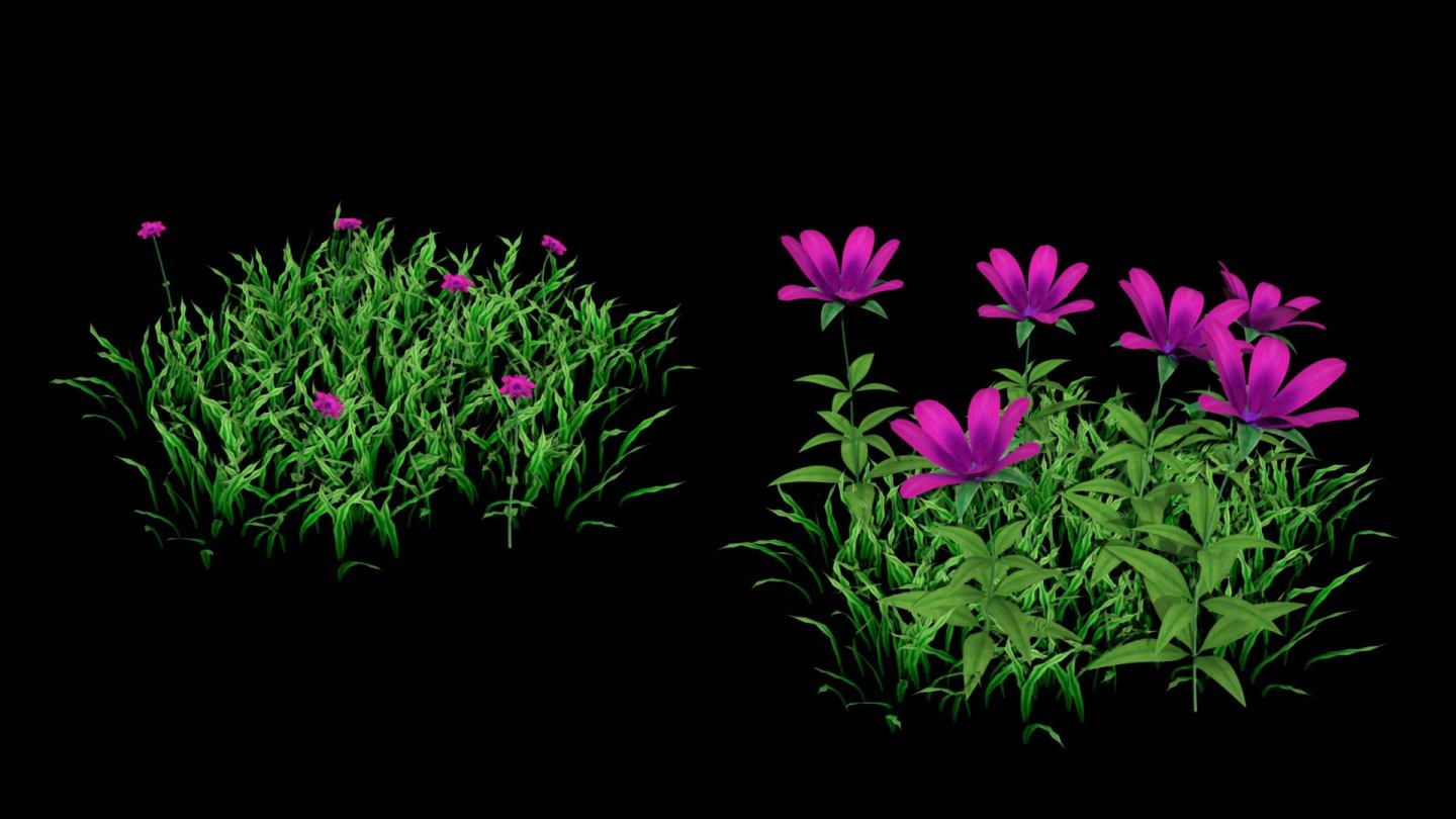 紫色小花-带透明通道