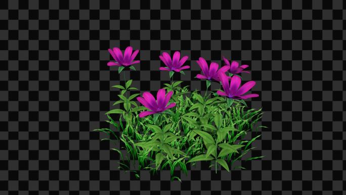 紫色小花-带透明通道
