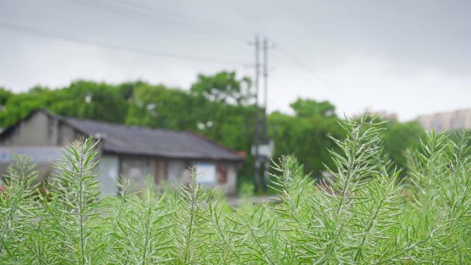 升格谷雨时节的郊县  成都市双流区黄水镇