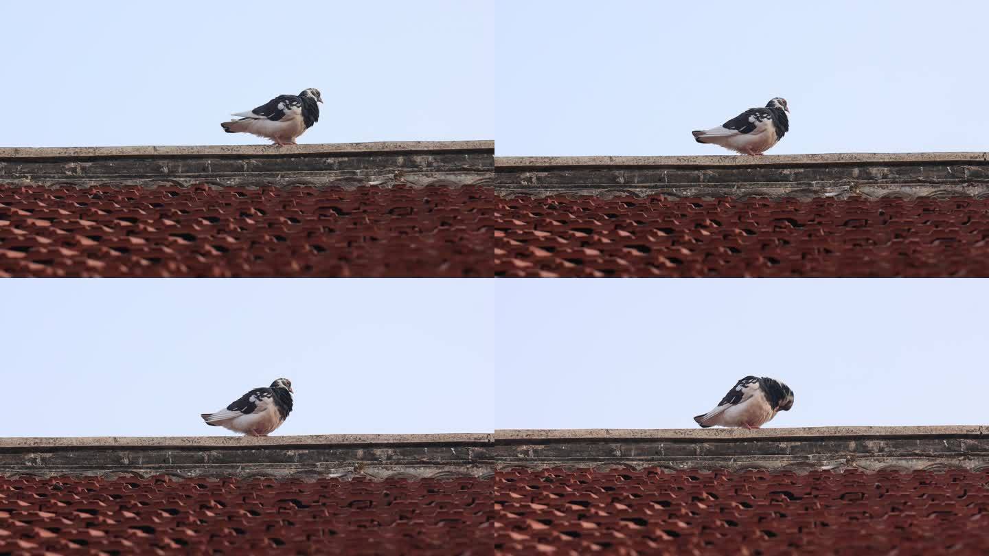 农村房上 落在屋顶上的鸽子