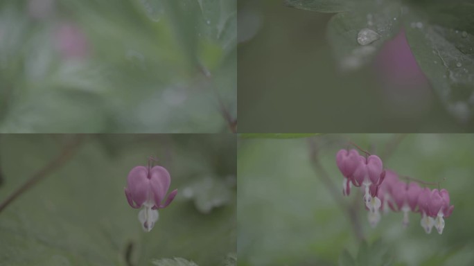 雨后的花（LOGO素材）