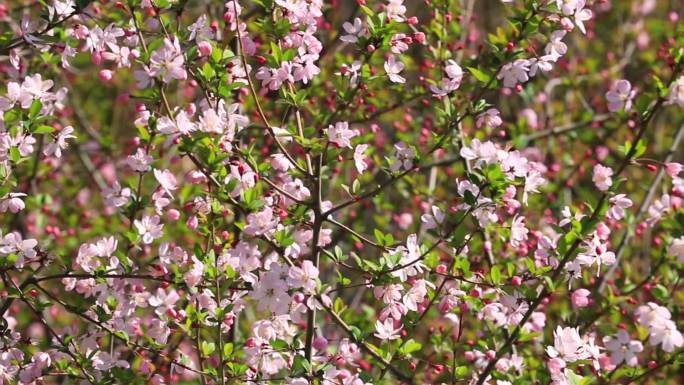 【原创实拍】春日樱花