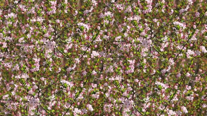 【原创实拍】春日樱花