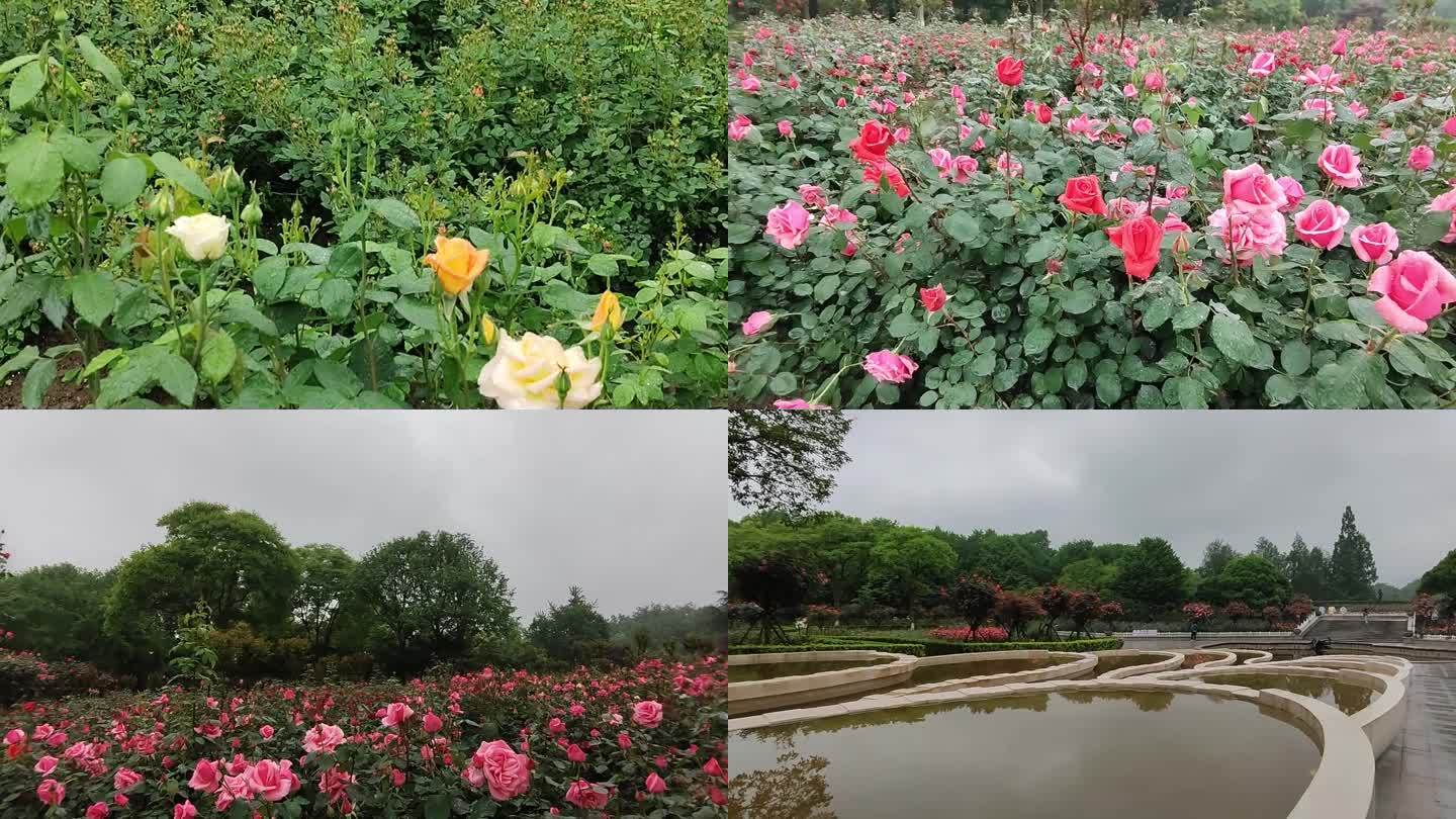 花的海洋，芬香怡人