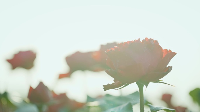 4K逆光唯美玫瑰花 月季花 玫瑰园