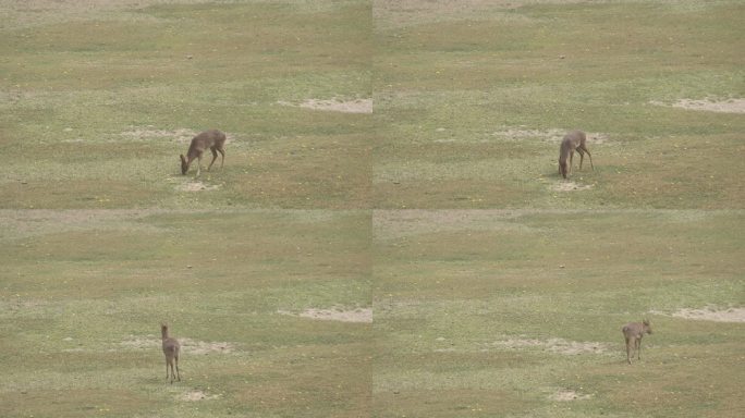 一只鹿在草地上觅食边走边吃走出画面4K