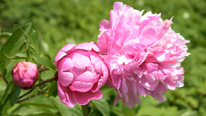 芍药花实拍