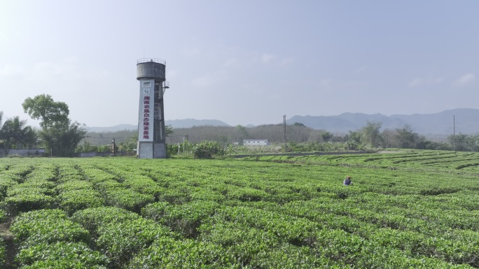 海南白沙县白沙绿茶基地4K航拍