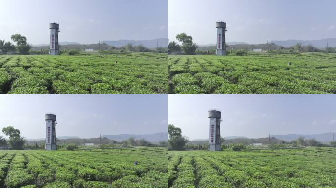 海南白沙县白沙绿茶基地4K航拍