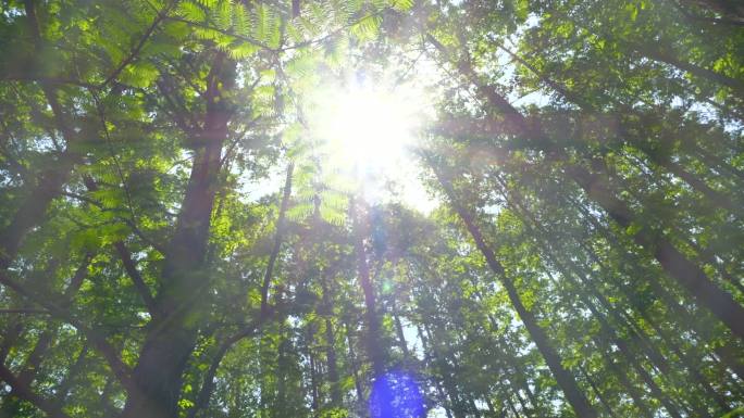 阳光穿过树叶水杉4K