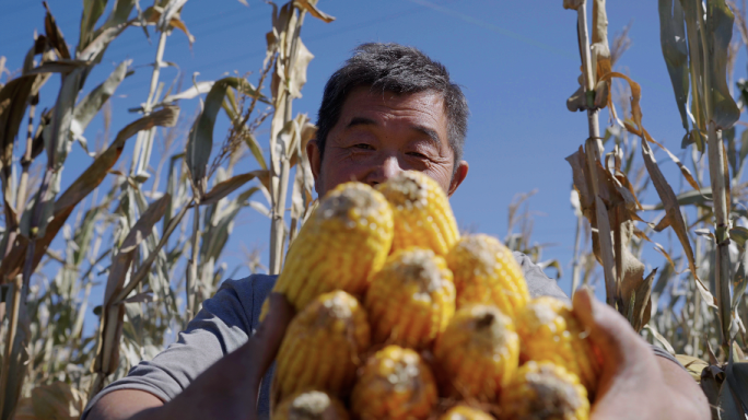 4K农民掰玉米 丰收季节
