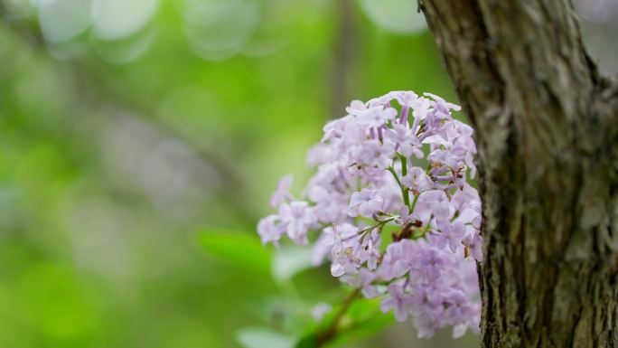 春天公园里盛开的紫色丁香花