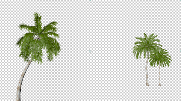 alpha带通道热带椰树