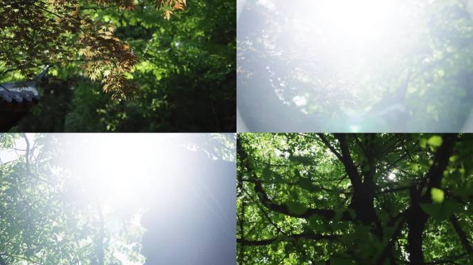 4K 户外空境 树叶 光影 自然 树荫
