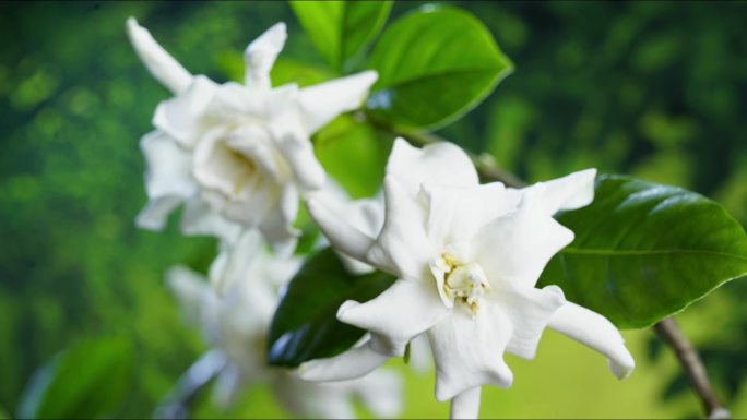 栀子花 延时 摄影 初夏 毕业季