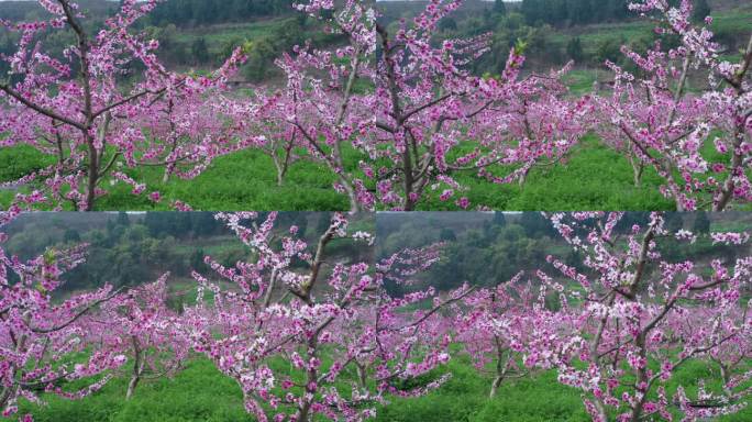 春季桃花林桃花绽放视频