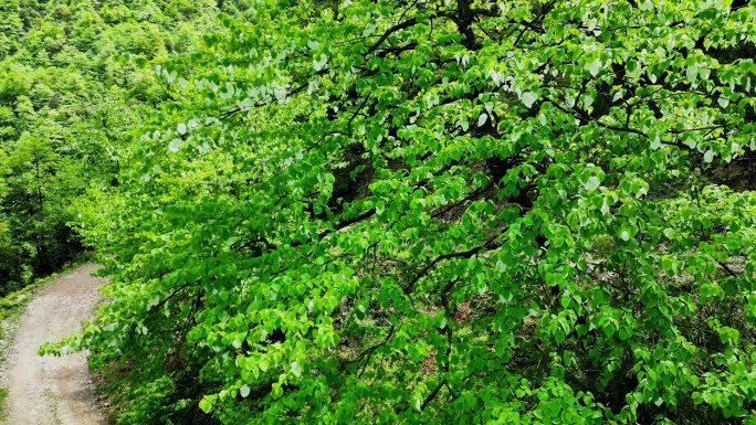 原始森林鸽子花开满山蛉