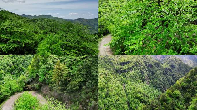 原始森林鸽子花开满山蛉