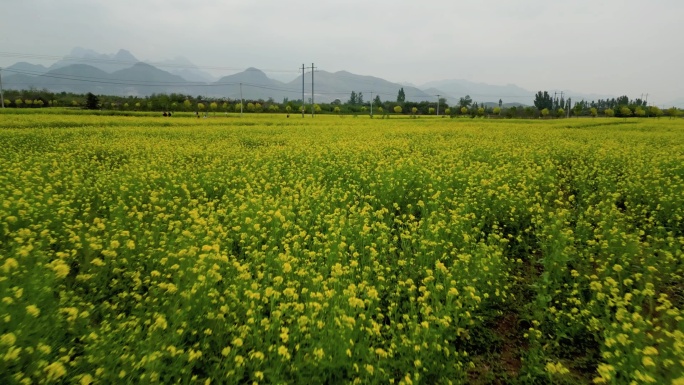 油菜花