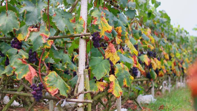 葡萄园葡萄架上成熟的葡萄