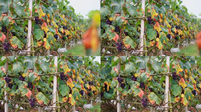 葡萄园葡萄架上成熟的葡萄