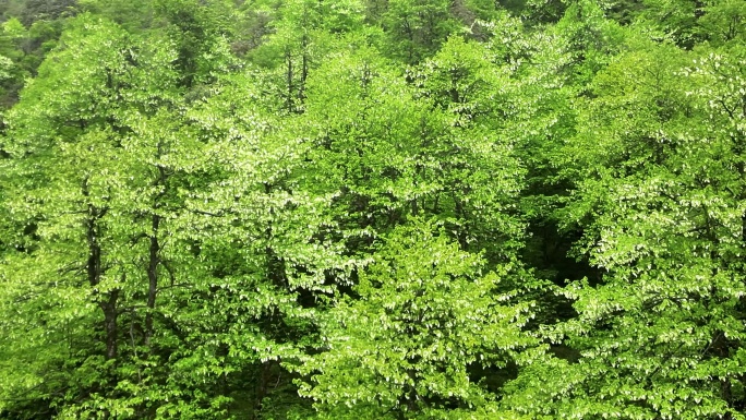 珙桐林盛开的鸽子花