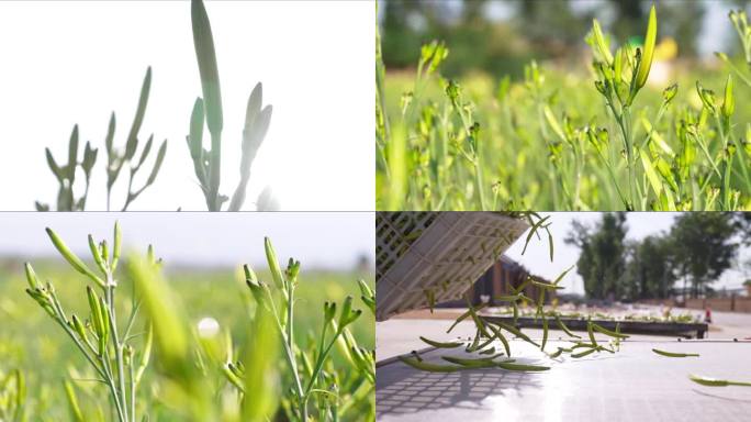 黄花 黄花菜 萱草花