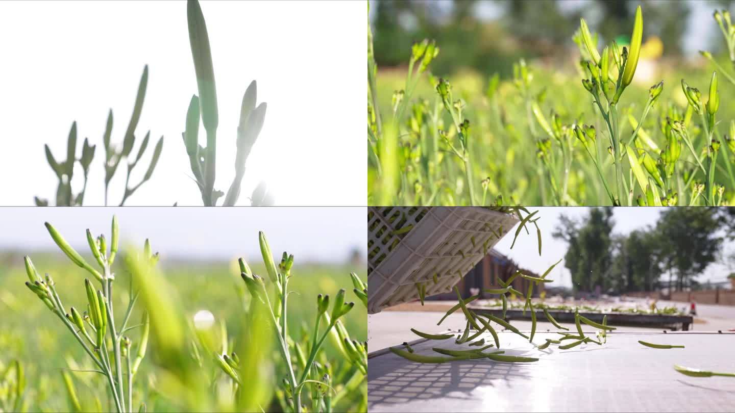 黄花 黄花菜 萱草花