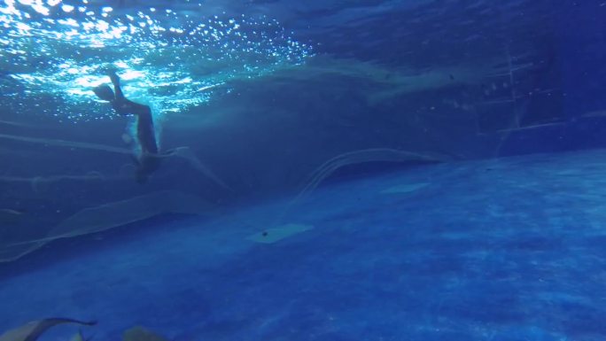 两个潜水员正在水里抱着鲨鱼 潜水员正在水里观察鱼类 专业饲养