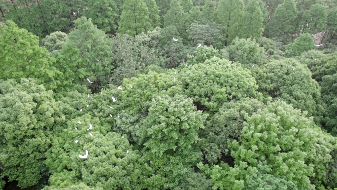 树林白鹭飞翔 自然生态