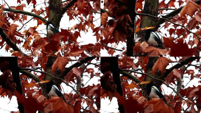 秋天下雨树上的小鸟