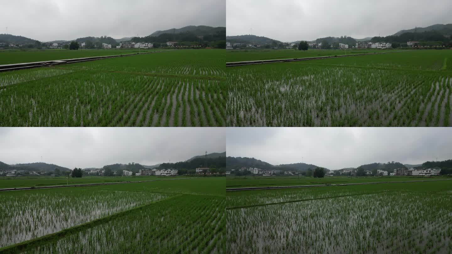 谷雨  春耕  禾苗  稻田  春雨生机