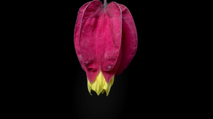 红萼苘麻开花延时摄影