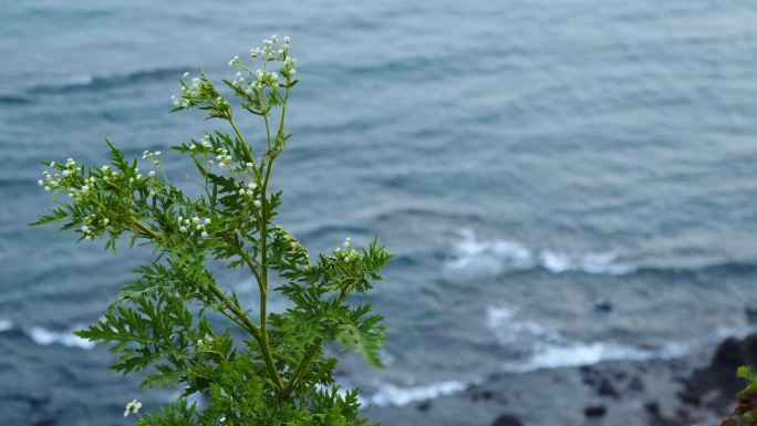 海边随风摇曳的花草