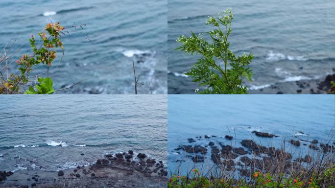 海边随风摇曳的花草