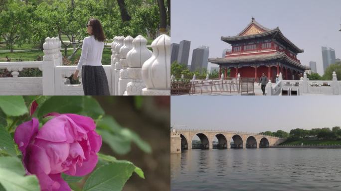 玫瑰花蜜蜂采蜜月季燃灯塔通州大运河景区