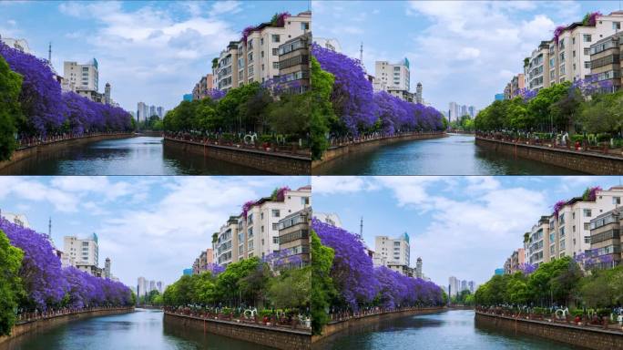 昆明盘龙江小花园蓝花楹延时4k