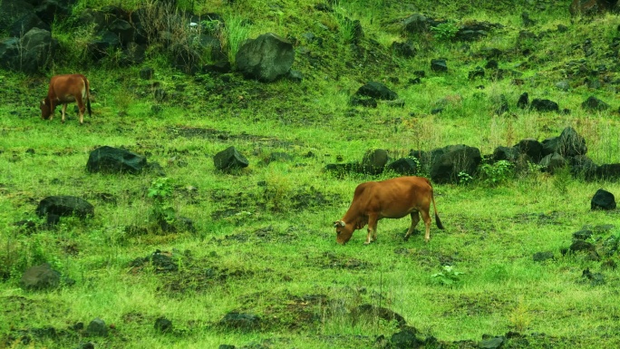 黄牛在草地吃草视频素材