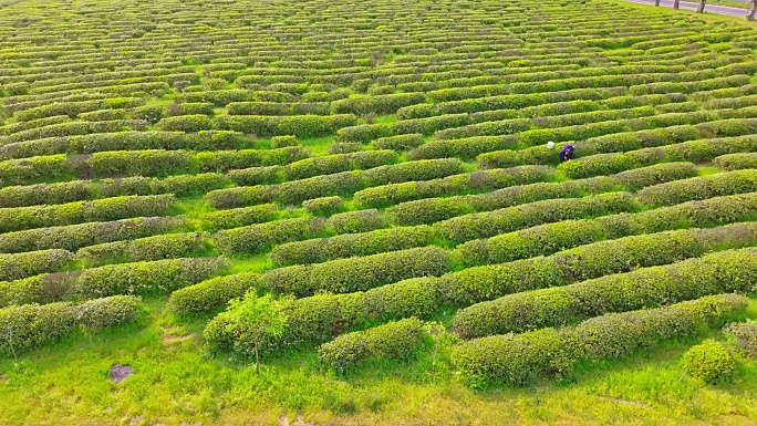 修水宁红茶园16