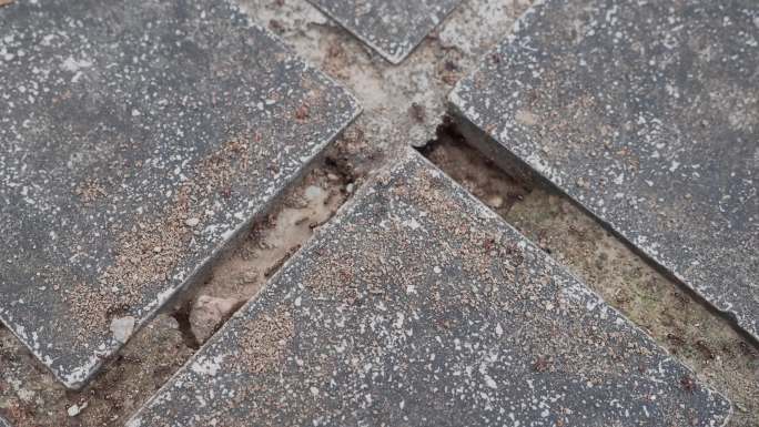 砖缝中蚂蚁十字街头