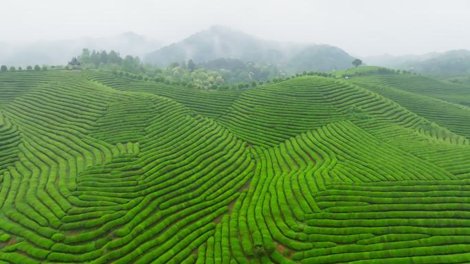 茶山