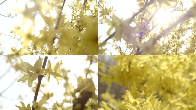 春天里黄色的花