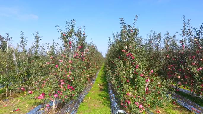 航拍矮化苹果园--苹果熟了3